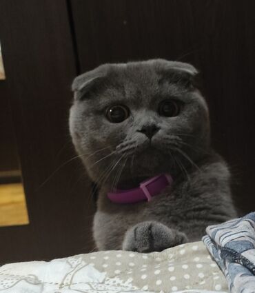 корм для кошек: Şotland