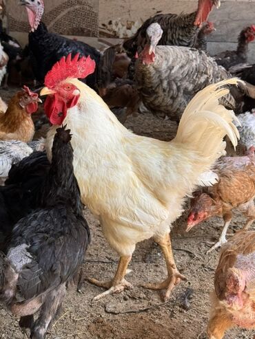 xoruz toyuq: Lohman sandi Böyük və sağlam ağ xoruz. 1illik xoruzlardır.Cavan və