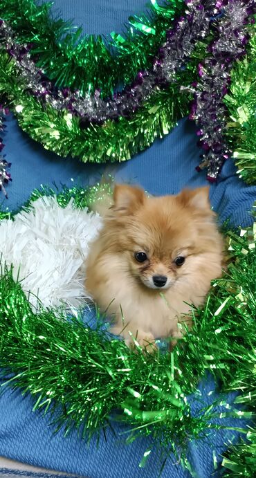 Продажа собак: Шпиц, 2 года, Самка, С родословной — 9