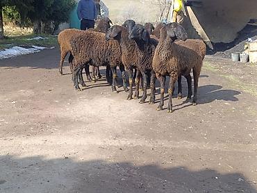 Баран, овца: Продаю | Овца (самка) | Для разведения | Ярка — 5