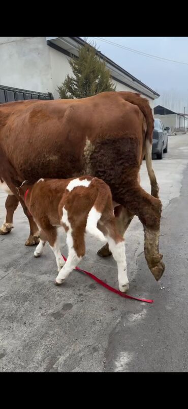 Inəklər, öküzlər: Satılır: inək bala ilə - Cins: qırmızı-ağ rəngdə, ətlik-südlük tip — 3