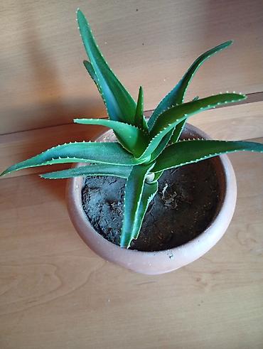 xoruz otu bitkisi: Aloe Vera bitkisidir. Bitki yaşıl rəngli, qalın, ətli yarpaqlara — 1