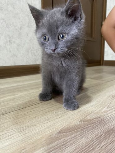 шотландская вислоухая голубая кошка: Скотиш Страйт (Шотландская прямоухая), 2 месяца, Девочка, Серый, Приучена к лотку