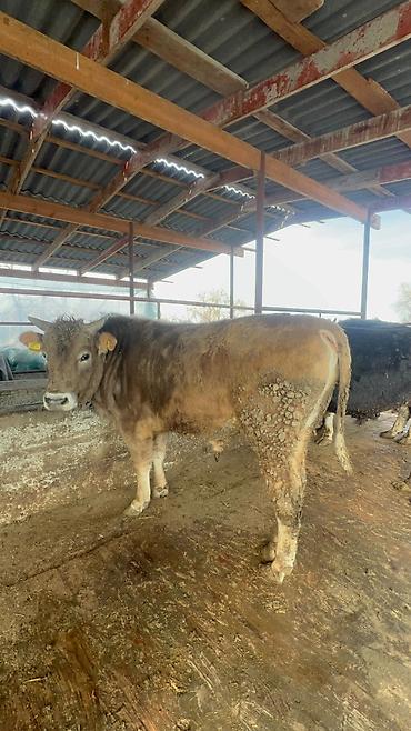 Коровы, быки: Продаю | Бык (самец) | Полукровка, Голштин, Швицкая | На забой | Привязанные — 11