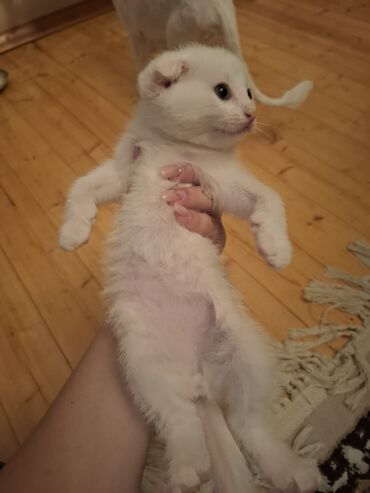 Кошки: Шотландская, Самец, В добрые руки, Самовывоз