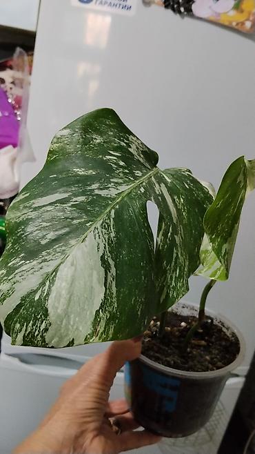 делал: Традесканция (Tradescantia fluminensis/сп. «зелёная» с фиолетовой — 8