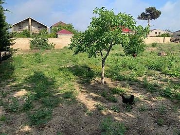 bartee: 12 sot, Tikinti, Mülkiyyətçi, Kupça (Çıxarış) — 1