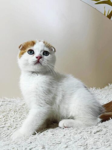 Продаётся шотландский котик,очень умный,ласковый и игривый🤗 Мальчик,2