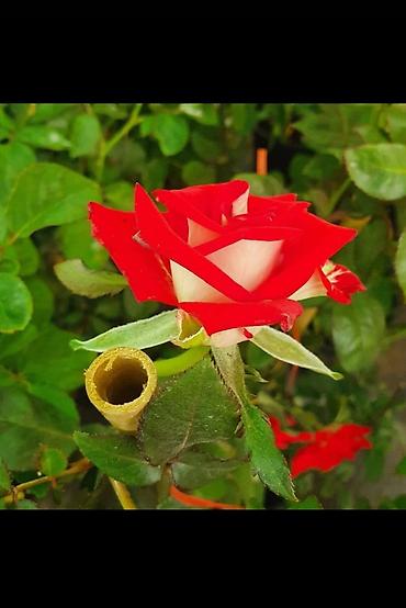 orxideya gulunun qiyməti: İkirəngli qızılgül kolları (bicolor rose) - Növ: dekorativ bağ — 1
