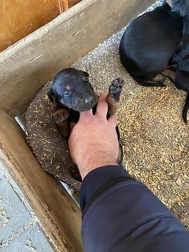 İtlər: Doberman, 1 ay, Dişi — 7
