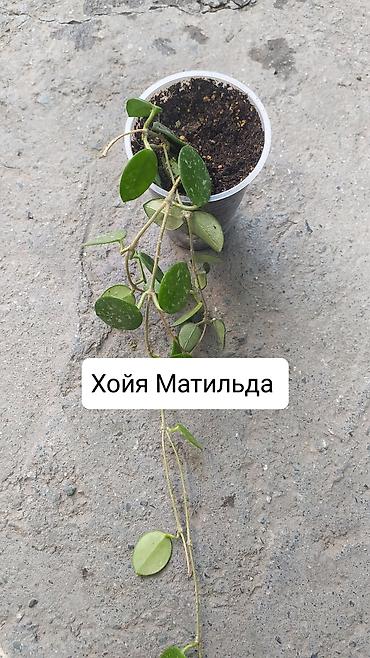 Другие комнатные растения: Продаю цветы — 11