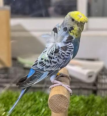 Tutuquşları: Yaponic cütü 70 azn — 9