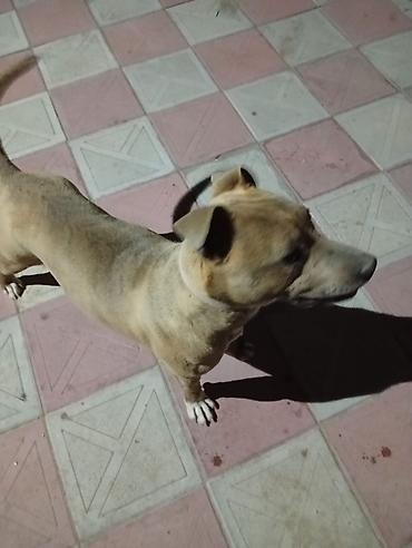 pitbul gence: Pitbull it 6 aylıqdır dişidir tualet mədəniyəti ev yemekləri yeyir — 2