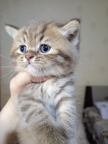 Pişiklər: Britan — 9