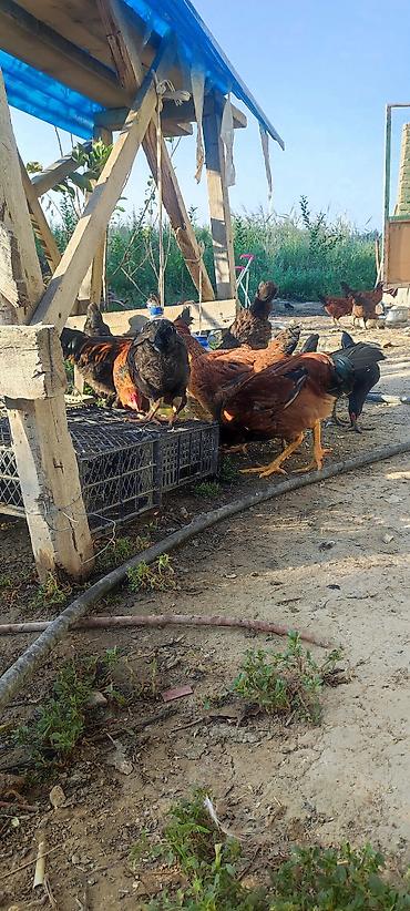 купить зерно: Продаю | Петух, Куры | Полубрама, Бройлерная, Брама | На забой, Для разведения, Несушки — 4