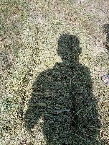 корм для несушек: Ассалам алейкум жамат тук сатылат полядан 250 дон ровныйда сугарылган — 2