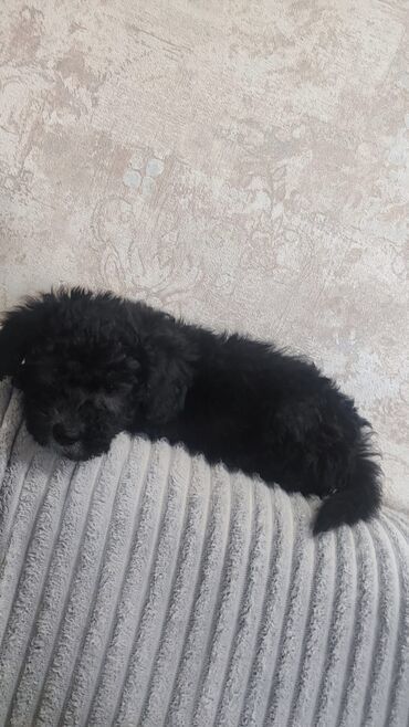 İtlər: Pudel, 2 ay, Erkek — 13