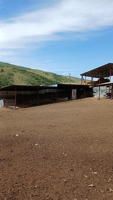 Продажа сельхоз предприятий: Кошара, 100 соток, Действующий, Электричество, Скважина — 4