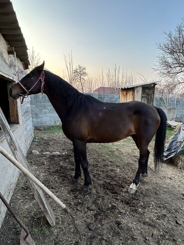 Лошади, кони: Продаю Конь самец Конный Спорт Для Разведения | Осеменитель Айгыр