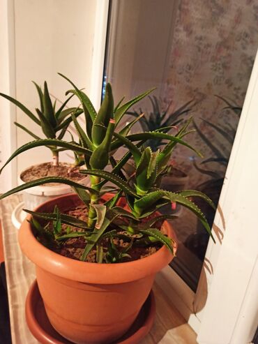 Otaq bitkiləri: Masazır ev gülləri — 4