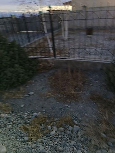 Другие декоративные деревья: 4 Елка 2 берёза сатылат бары 10миң сом Ель голубая (Picea pungens) — 4