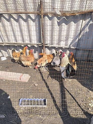 Куры, петухи: Продаю | Куры | Домашняя | Для разведения — 7