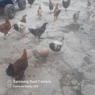 индюки продажа: Срочно продаю петух 🐓