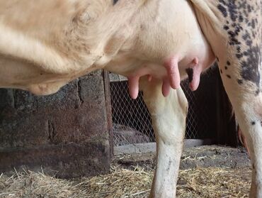 корова алатауская: Продаю | Корова (самка) | Для разведения, Для молока | После отела, Искусственник