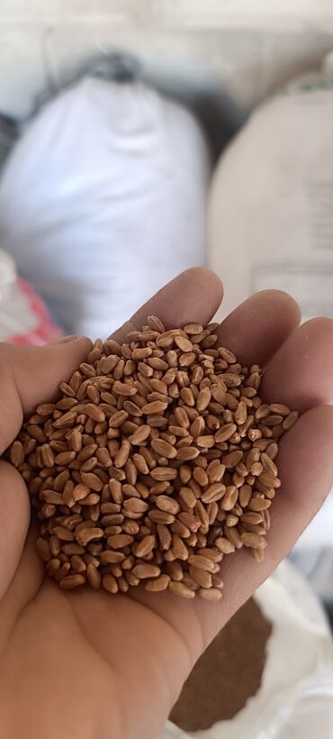 Зерновые культуры: Семена и саженцы Пшеницы, Платная доставка