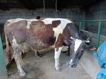 дойныйе коровы: Продаю | Корова (самка) | Алатауская | Для молока | Стельные