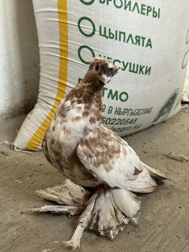дома на продажу в бишкеке: Продам чубый голубь