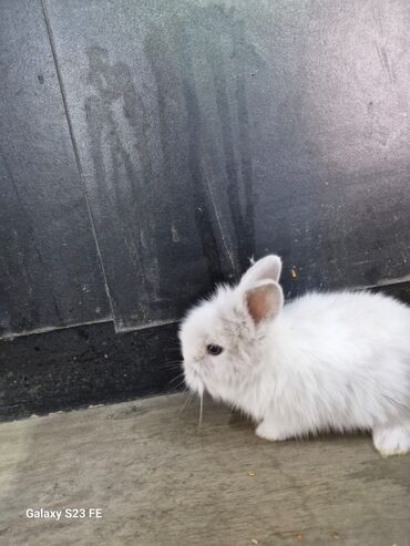 Dovşanlar: Ağ, tüklü karlik dovşan - Cinsi: karlik dovşan/ ev dovşanı - Rəng — 8