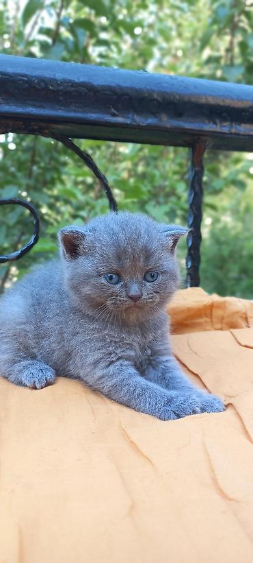 Pişiklər: Britan — 2