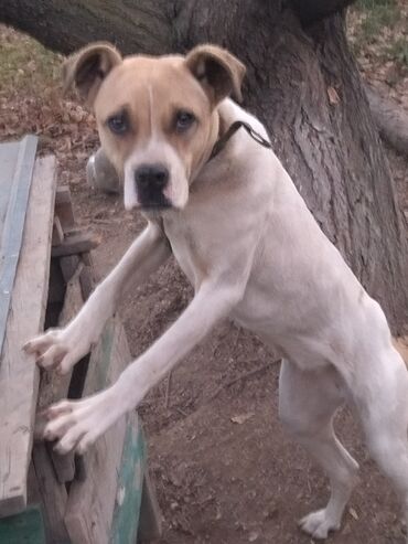 Продажа собак: Алабай, 7 месяцев, Самка, С прививкой, С родословной — 9