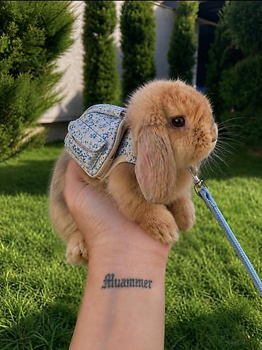 dovşan üçün qəfəs: Çox gözəl və nadir rəngə sahib Holland Lop balası satılır. 🐰 2 aylıq — 1
