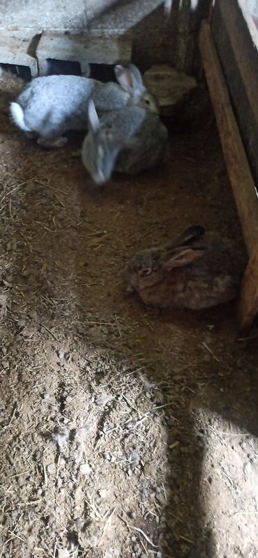 кролик самка: Продаю | Крольчиха (самка), Кролик самец, Крольчата | Фландр | На забой, Для разведения | Племенные