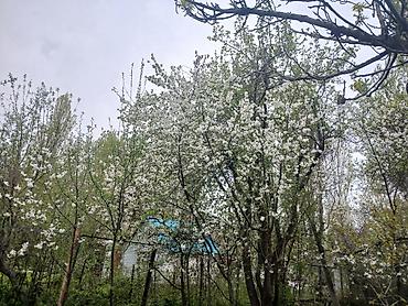 коттедж сливы: Дача/садовый участок с домиком и плодовыми насаждениями - Плодовый — 5
