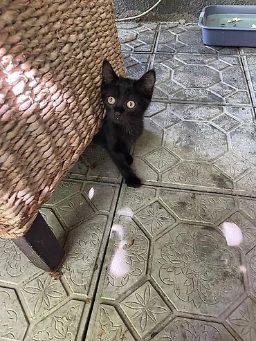 отдам котят даром: Котята, домашние. На фото — малыши классического окраса: черные и — 3