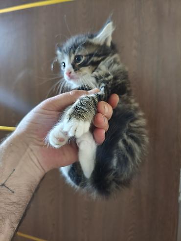 Pişiklər: Yaxşı əllərə — 2