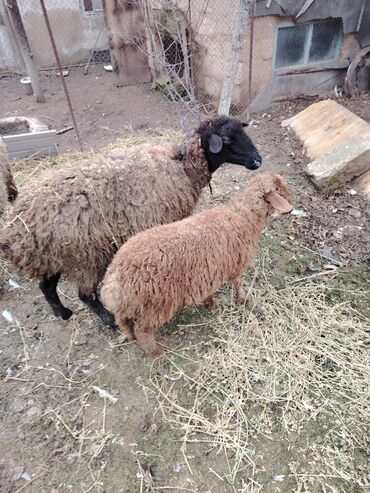 Qoyunlar, qoçlar: Məhsul: Qoyun və quzular Qoyun balası ilə satılır cəm 13 qoyun 13 — 2