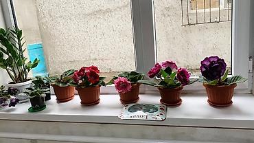 молочай цветок: Глоксиния комнатная в горшке (Gloxinia, Sinningia speciosa) - Крупные — 9
