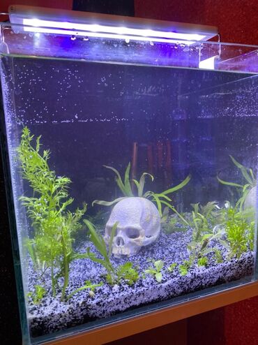 akvarium filteri: Akvarium Nanodur hərsheyi var Əlavə olaraq 1metrəlik akvariumun təzə