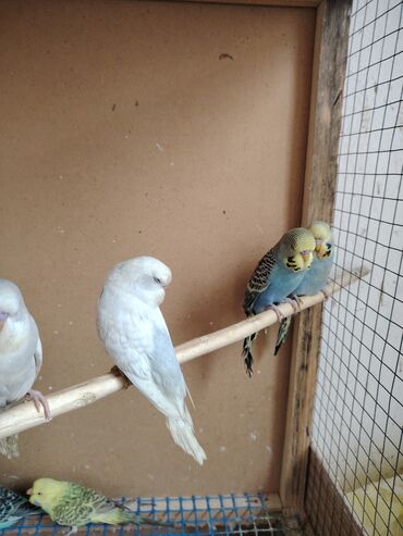 Tutuquşları: Çexlər tam sağlam quşlardı,ələ öyrətməyin tam vaxtıdı, iki üç — 9