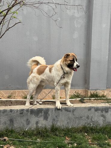 Heyvanlar: Qurdbasar, 1 il, Erkek, Peyvəndli, Ünvandan götürmə