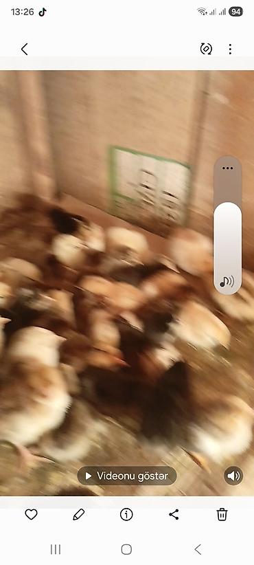 cücə satışı: Сhicks, Для разведения — 4