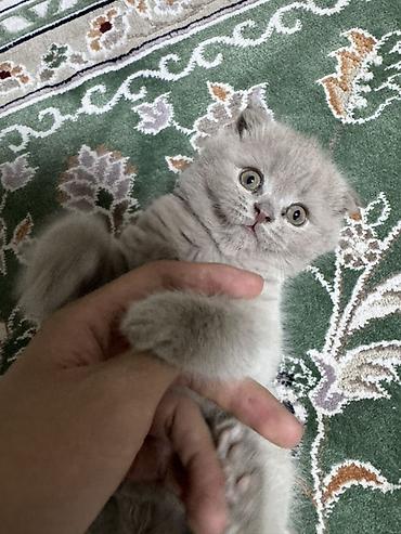 Скотиш Фолд (Шотландская вислоухая), 1 месяц, Мальчик, Серый