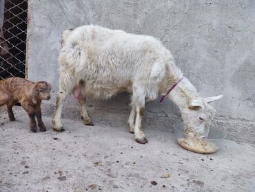 коровы дойные: Сатам | Эчки (ургаачы) | Көбөйтүү үчүн