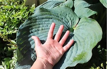 Другие садовые цветы и кустарники: Клематисы, 800сом Хосты, голубые крупномеры "Элеганс" и "Биг Дадди" — 11