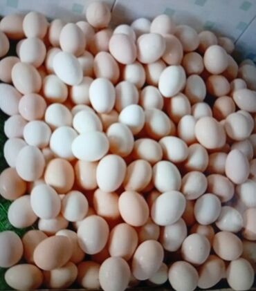 Ət və dəniz məhsulları: Mayalı Ağ sereblist yumurtası Ödənişli çatdırılma var Lənkəran Digah