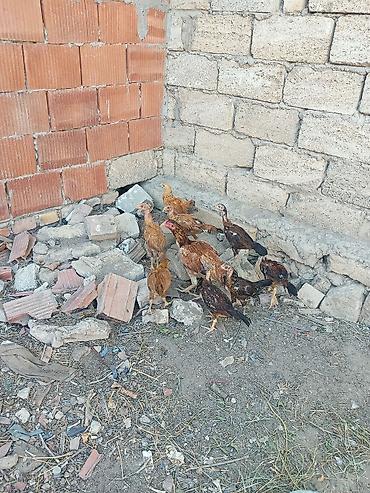ucuz quslar: Toyuq, Damazlıq — 6